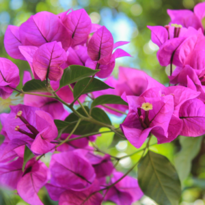 Close up of purple bougainvillea plant