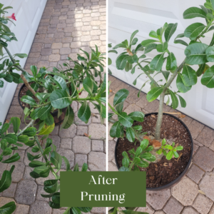 Pruned potted desert rose