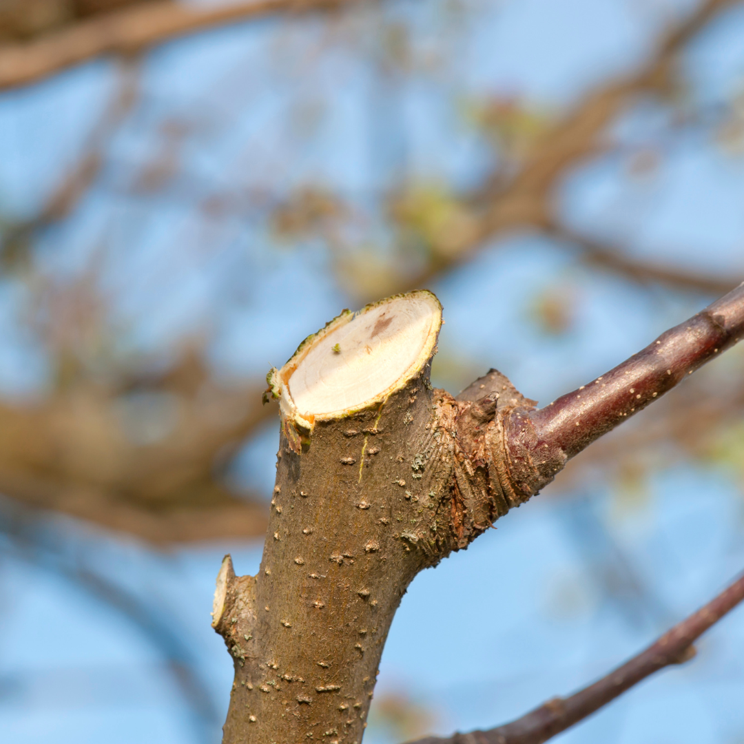 a tree branch with a cut branch to illustrate pruning God's way